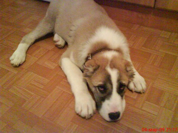 Алексей Алексеев