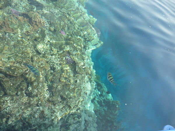 Вероника Яшникова