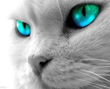 Виолетта Депельян