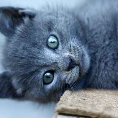 Катюша Ершова