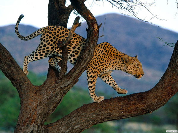 Венера Хурцидзе