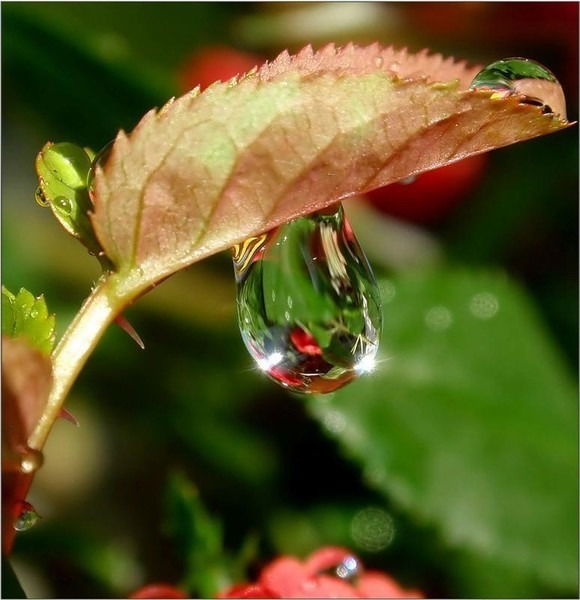 Ольга Вотинова