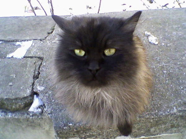 Елена Гришко