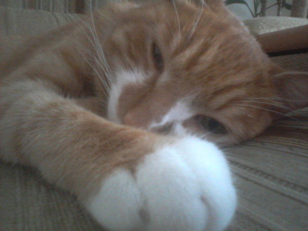 Полина Карасёва