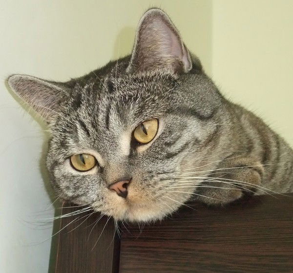 Оксана Дорошенко