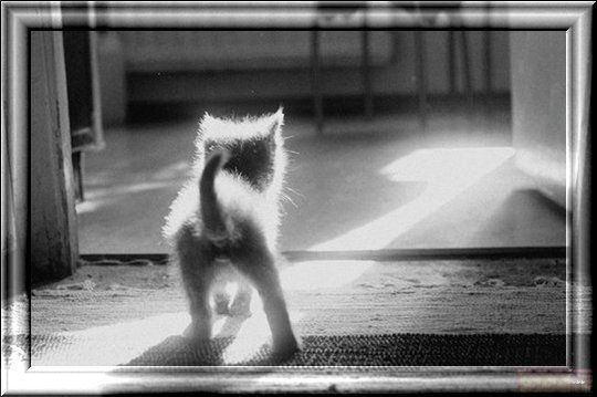 Тимофеева Светлана