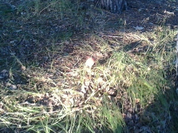 Сергей Иванов