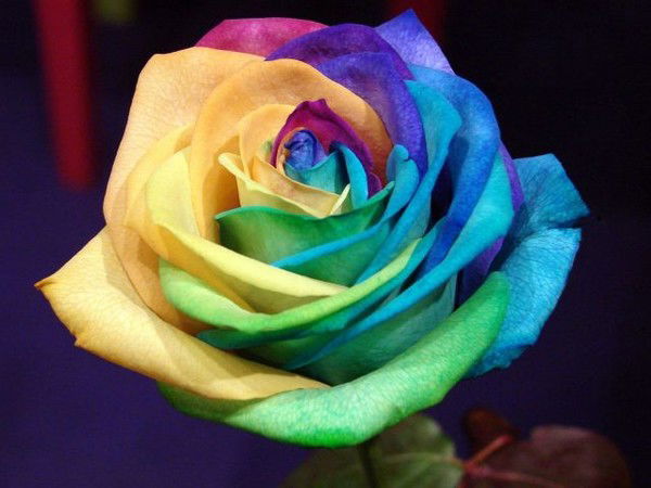 Наталия Сафонова