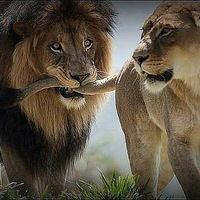 Магомед Абасов