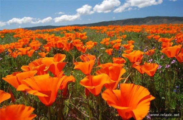 Александра Пузанова