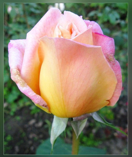 Юлия Малышева