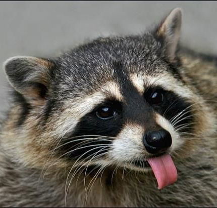 Олег Светогоров