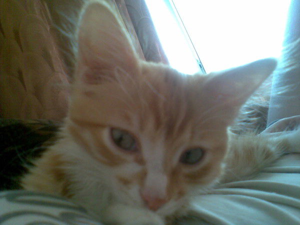 Аллеша Васильков