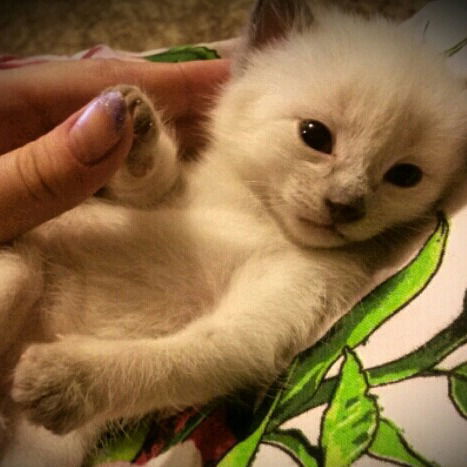 Людмила Котик