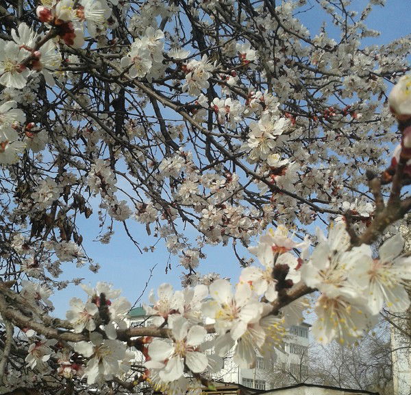 Нураида Эришова