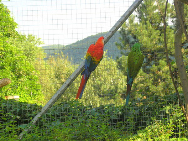 Елена Масалович