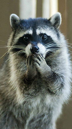 Ольга Коршунова