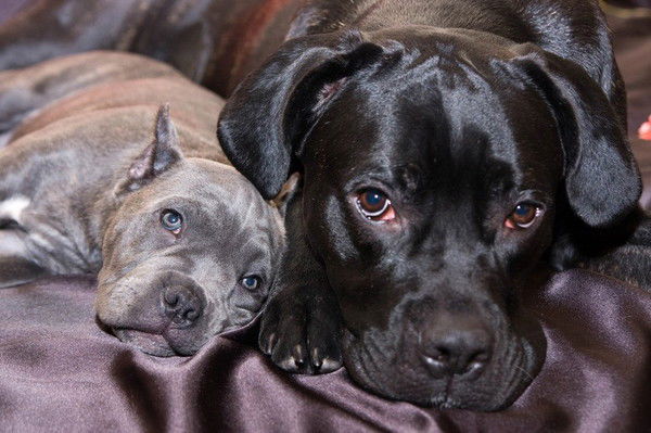 Анна Степанова