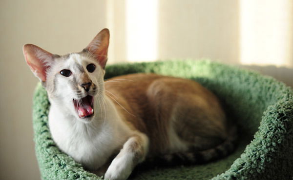 Анастасия Шамбурова