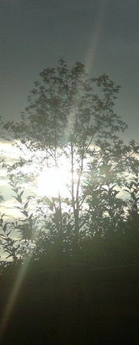 Сергей Кутькин