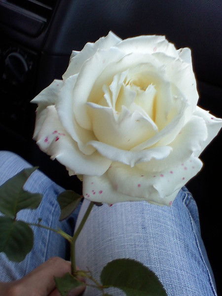 Светлана Каяшова