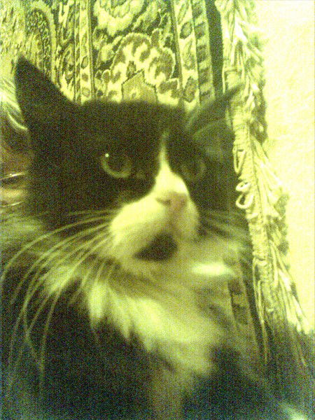 Лариса Дюбенкова