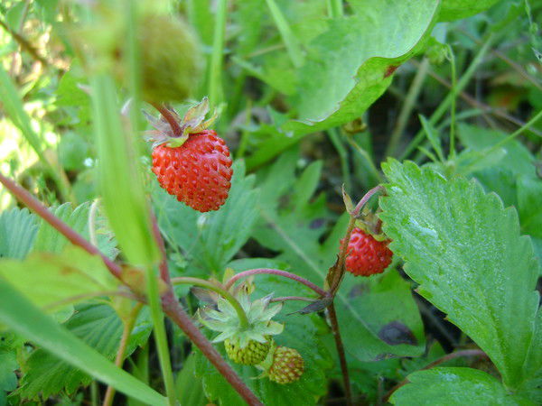 Елена Токарева