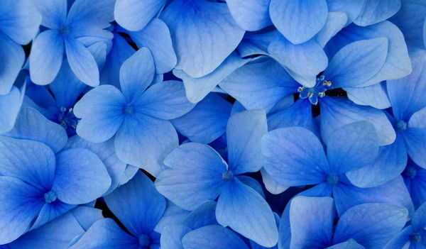 Алла Багрова