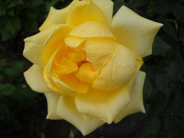 Наиля Арсланова