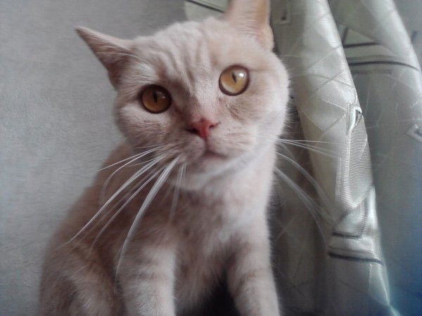 Елена Пешикова