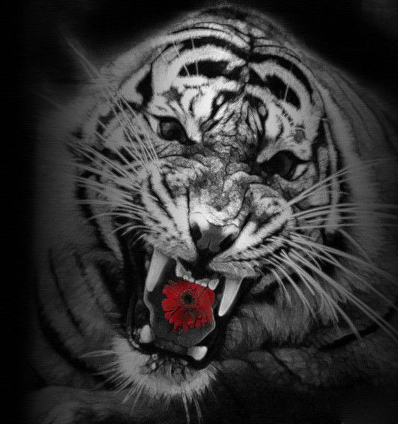 Алексей Сорочкин