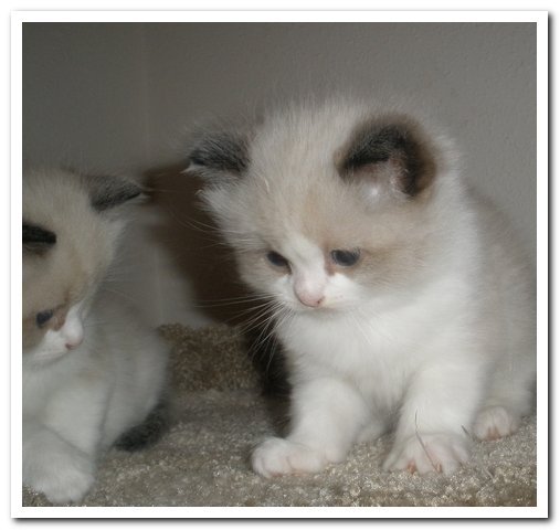 Наталья Иванко