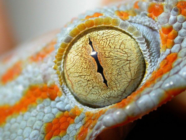 Антон Сегедий