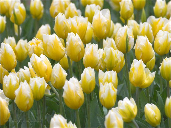 Людмила Малышева