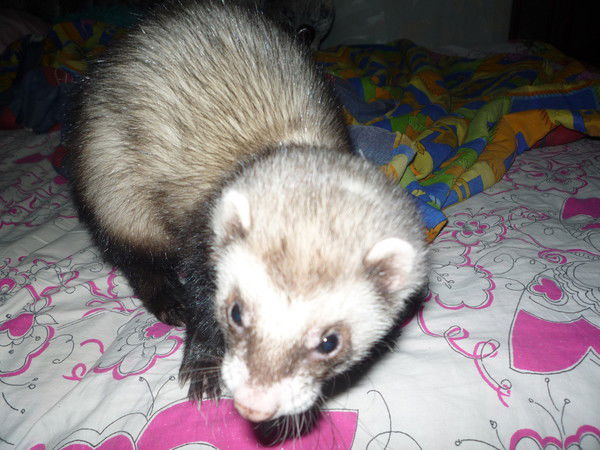 Татьяна Иволга