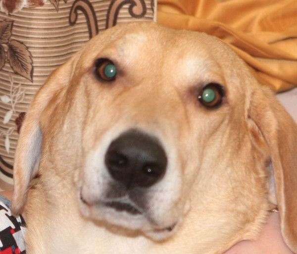 Александр Ешмеметьев