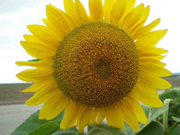 Юлия Белова