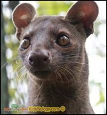 Марина Фоса