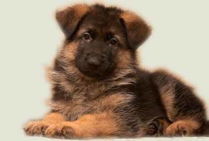 Ольга Пережогина