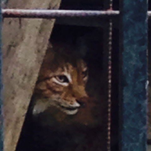 Катюша Котельникова