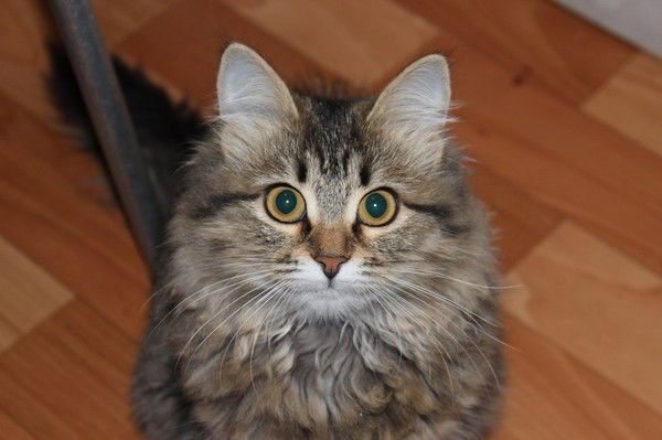 *елена *** Леночка*