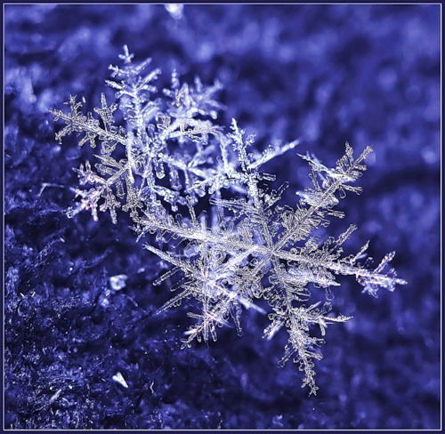 Елена Левшенкова