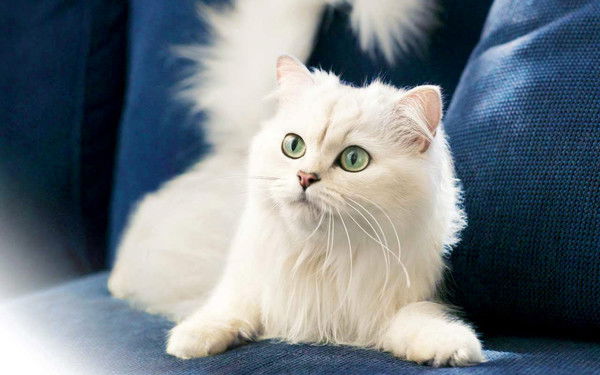 Елена Сарпунова