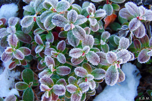 Галина Стрельникова