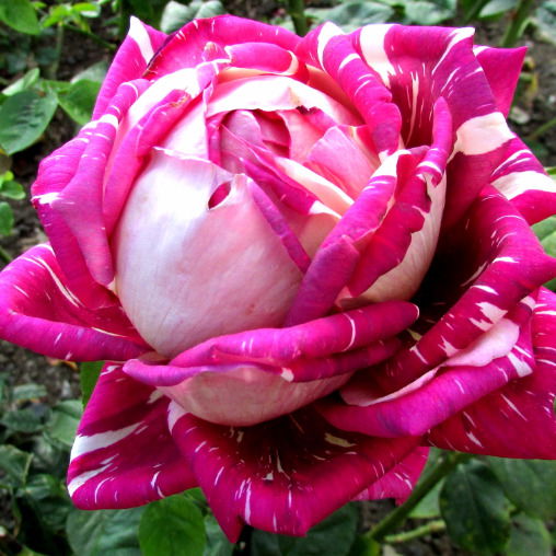 Мриника Ряскова