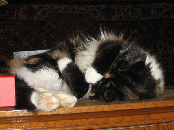 Петр Серегин