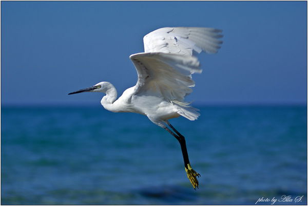 Алексей Волков