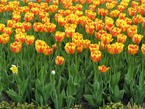 Айнаш Алтаева