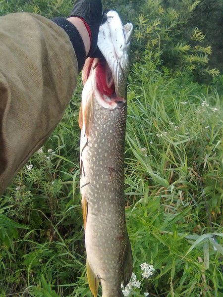 Андрей Корепанов