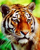 Павел Реутов